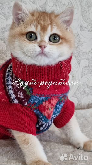 Кошки