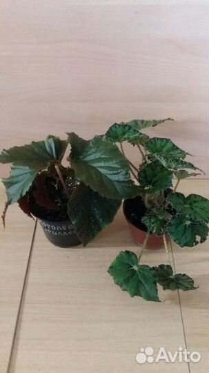 Продам цветы комнатные