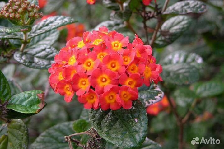 Комнатная экзотика-редкие растения