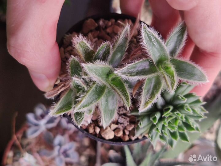 Суккулент Садик Детки Молодило Одитти Цианостис