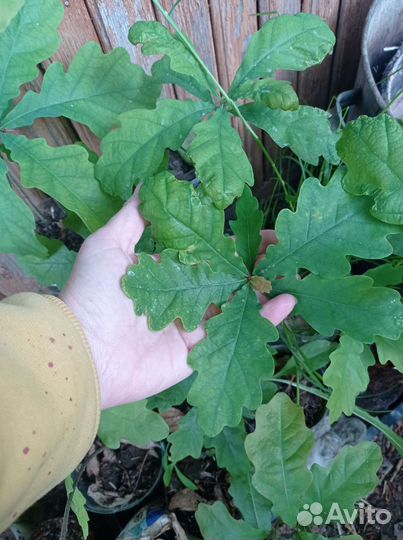 Саженцы дуба