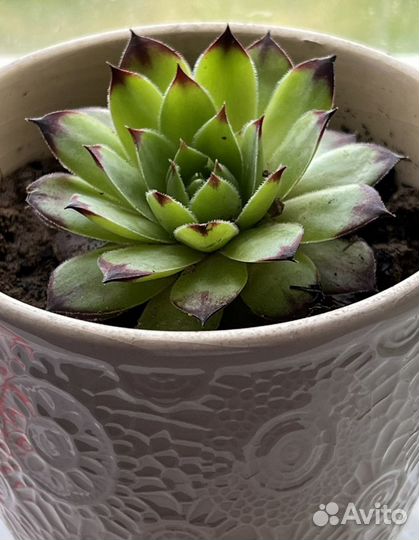 Кактусы и суккуленты