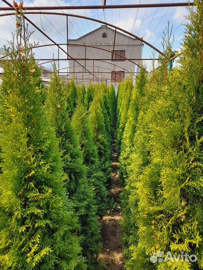 Туи смарагд Голландия