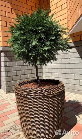 Горшок - кашпо для крупных растений