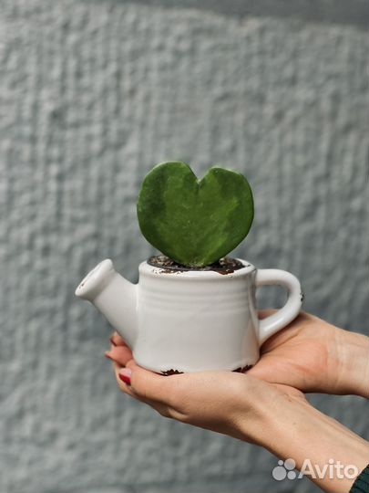 Хойя керри в кашпо (растение сердце)