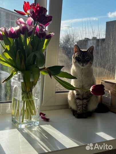 Сиамский кот