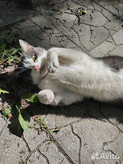 Бездомная кошка ищет дом