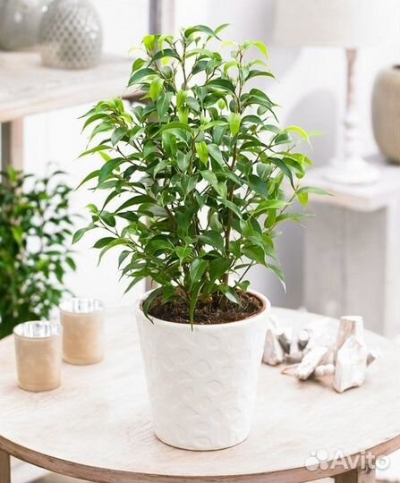 Фикус Бенджамина, бонсайный вариант