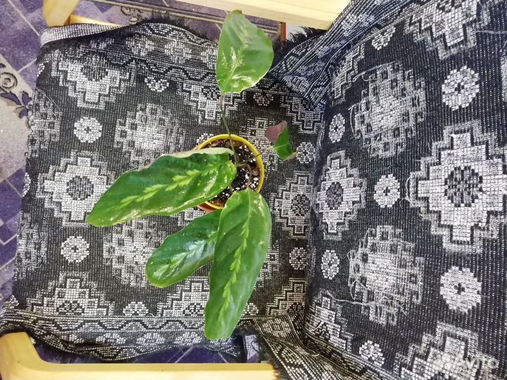 Калатея мауи Queen