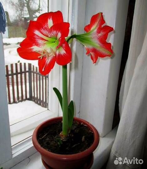 Луковицы гиппеаструма (амариллис)