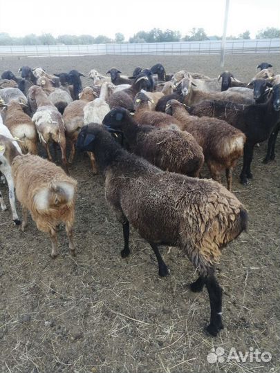 Овцы бараны