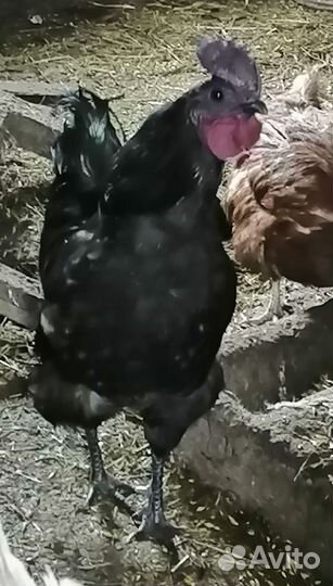 Молодые петухи ухейилюй