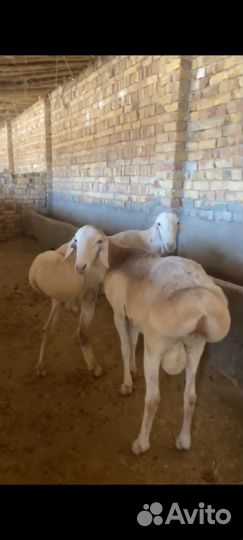 Чисто кровные Гиссарского бараны