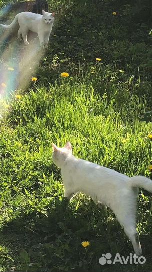 Беленькие плачут выкинули