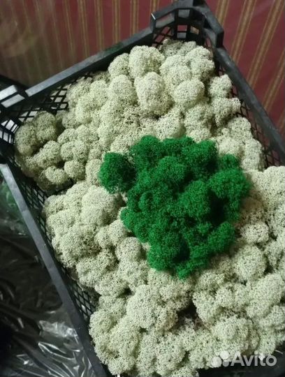 Стабилизированный мох Королевский Ягель