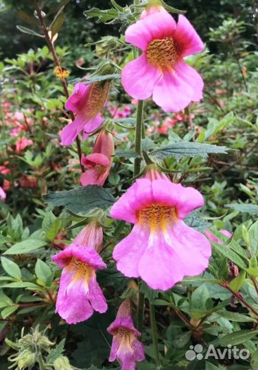 Реймания тигровая лилия.семена