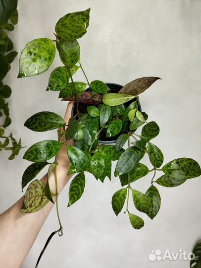 Монстера адансони/адансона минт.Амидриум сильвер