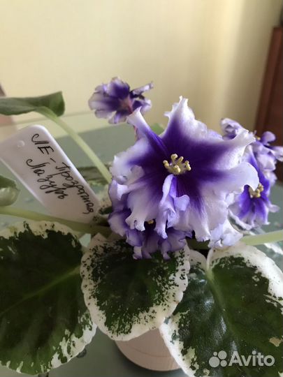 Сортовые фиалки