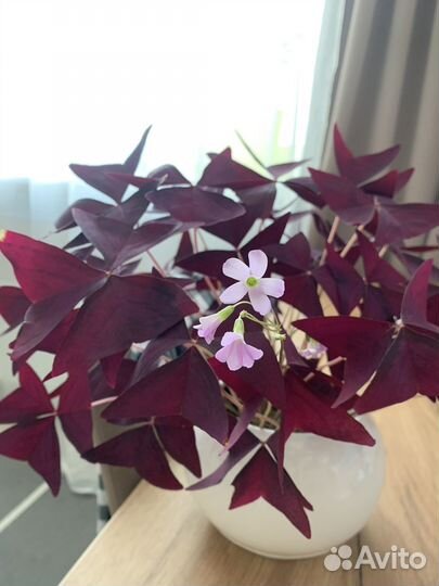 Оксалис (кислица)