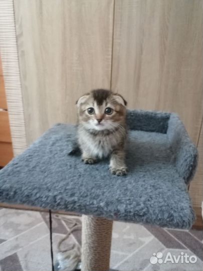 Шотландская вислоухий котенок девочка