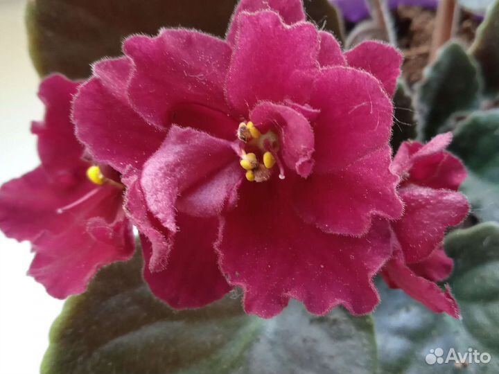 Фиалки цветущие