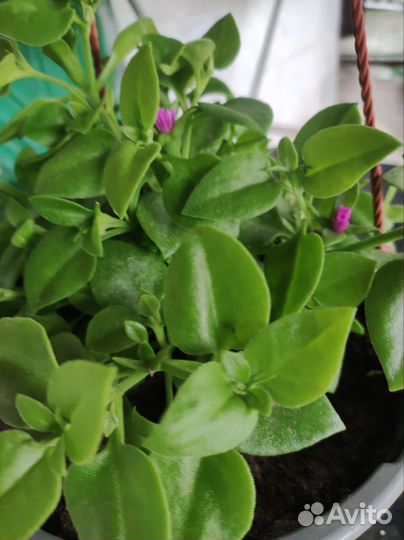 Аптения/Мезембриантемум сердцелистный