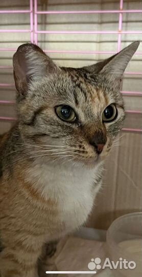 Кошечка в добрые руки