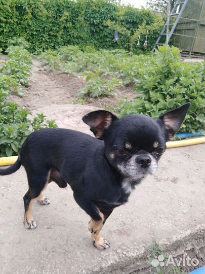 Вязка кобель чихуахуа