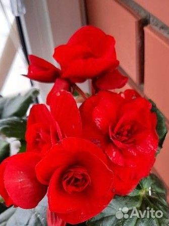 Бегония элатиор