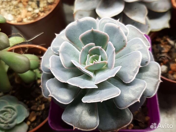 Суккуленты