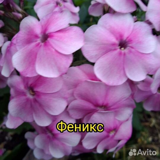 Флоксы саженцы