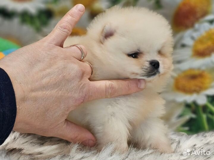 Микродевочка шпиц