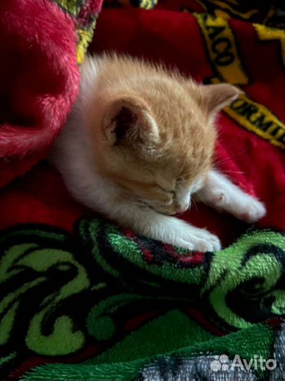 Котенок мальчик 3 месяца