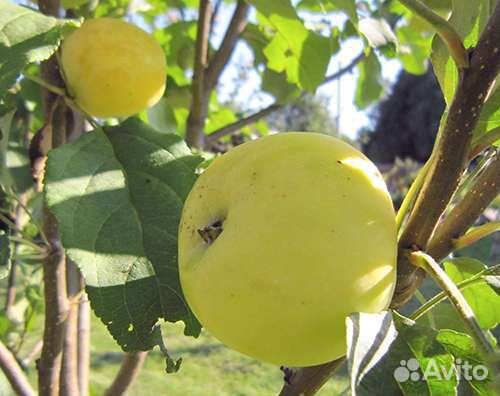 Саженцы яблони
