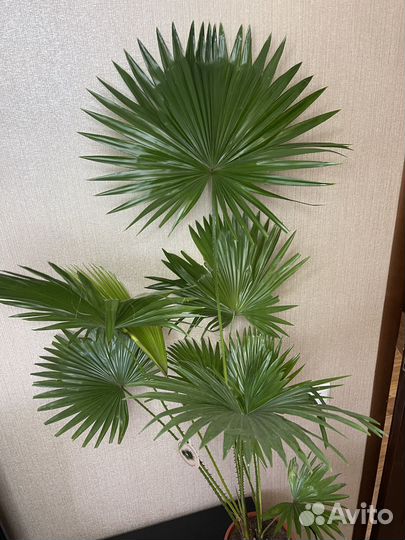 Пальма Ливистония комнатные цветы