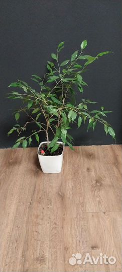 Фикус бенджамина