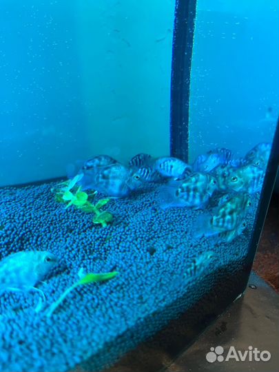 Рыбка сапфировый попугай (Голубая панда)