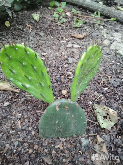 Опунция, Юкка