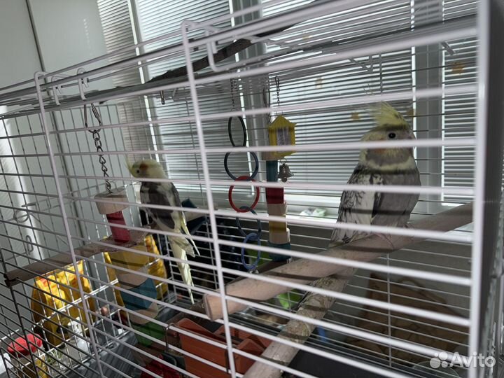 Два попугайчика Кореллы вместе с клеткой