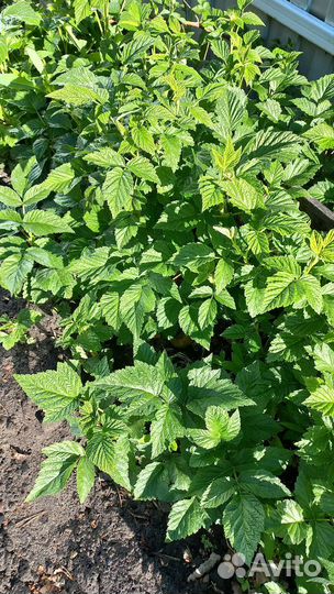 Ремонтантная желтая малина