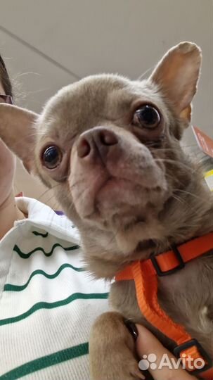 Чихуахуа в добрые руки