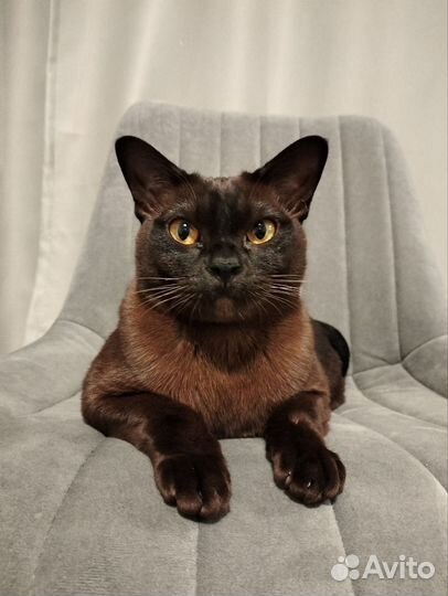 Бурманская кошка