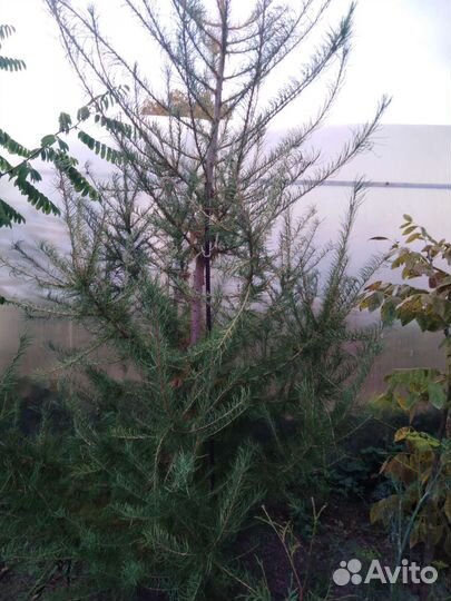 Лиственница Даурская