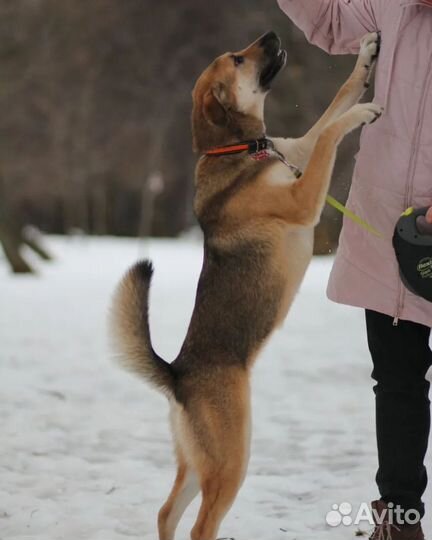 Щенок девочка Джина в добрые руки бесплатно