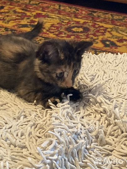 Ириска 2 месяца