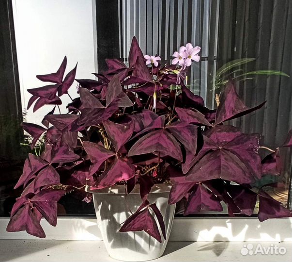 Фикус и прочее