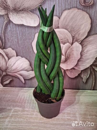 Сансевиерия твистер