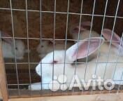 Кролики мясных пород