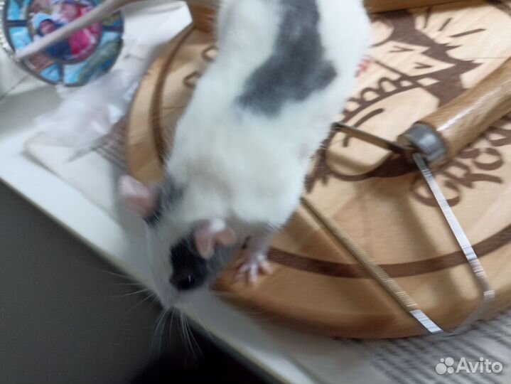 Стильный крыс и его жена