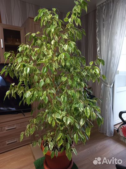 Фикус бенджамина пестролистный